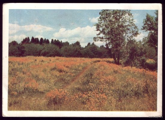 1963 год В.Панов Лето