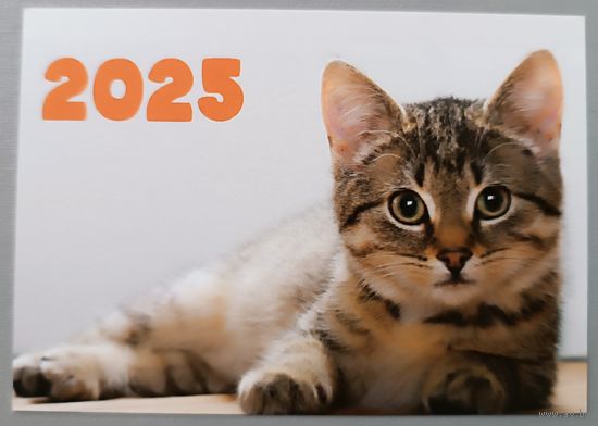 Кот. Календарик, 2025