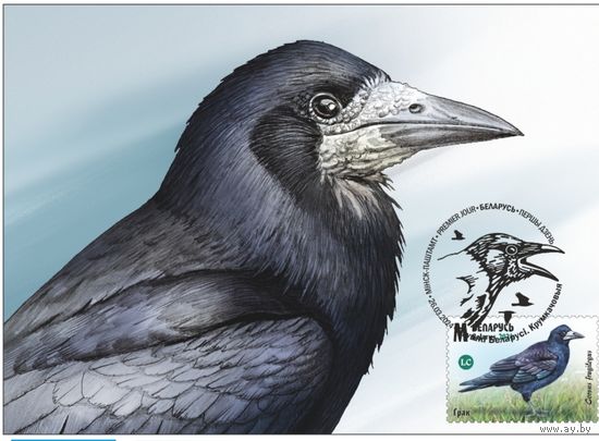 Картмаксимум "Птицы Беларуси. Врановые. Грач"