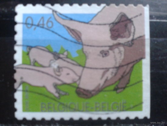 Бельгия 2006 Свиньи