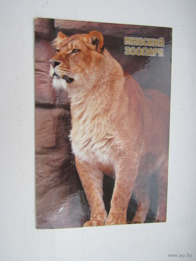 Лев Минский зоопарк