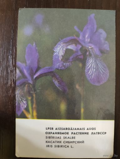 Календарик Прибалтика Касатик