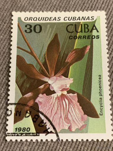 Куба 1980. Encyclica phoenicea. Марка из серии