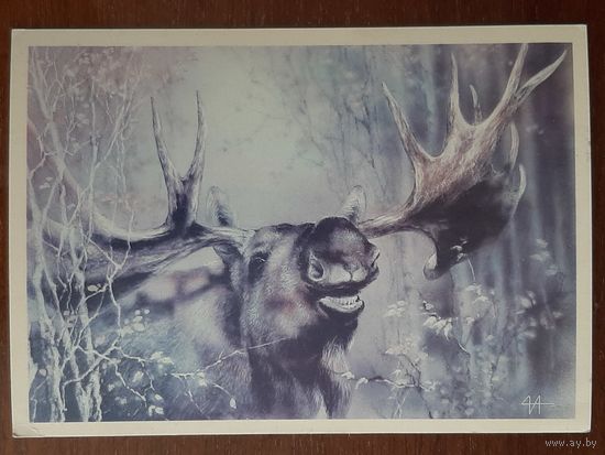 Чистая. Исаков. Животные 1989 г.