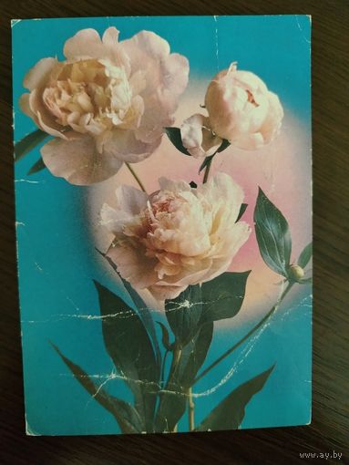 Пионы Подписана Г. Костенко 1982