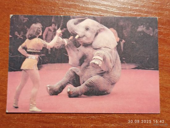 Календарик Цирк 1989 Слон