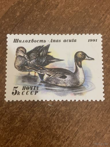 СССР 1991. Утки. Шилохвость. Марка из серии