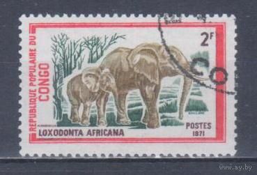 [2298] Конго 1972. Фауна.Африканский слон. Гашеная марка.