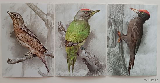 Дятлы. Птицы. Открытки, глянец