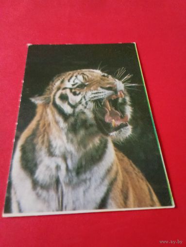 Календарик 1984г.