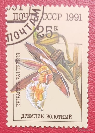 СССР, 1991 г., флора, дремлик болотный