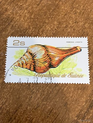 Гвинея 1977. Ракушки. Perrona Lineata. Марка из серии