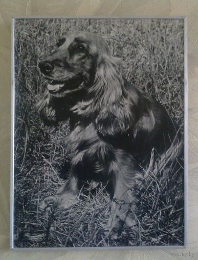 Фотокартина Спаниель 1990 г 30х40 см или Даром в придачу к покупкам моих лотов на сумму 20 руб.
