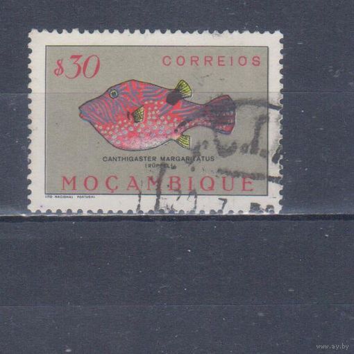 [1123] Португальский Мозамбик 1951. Фауна.Рыба.0,30 э. Гашеная марка.