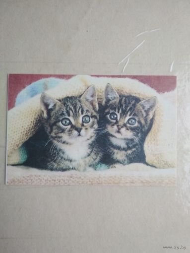 Карманный календарик. Кошки . 1996 год