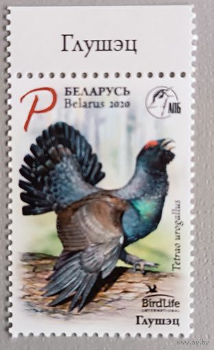 Глухарь. Беларусь, 2020