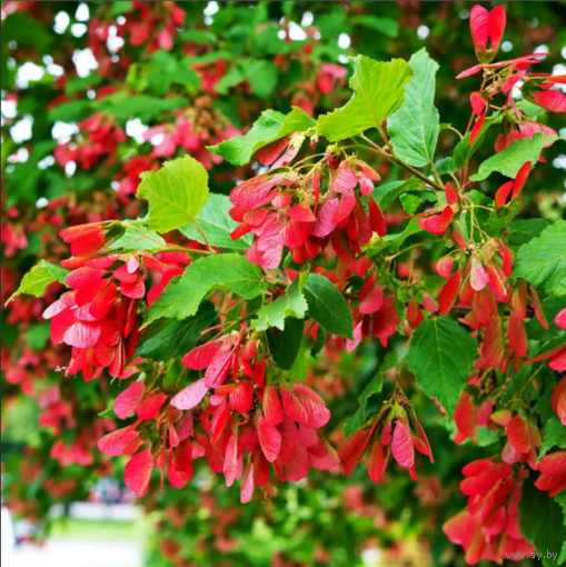 Клен Татарский, морозостойкий, декоративный, медонос, бонсай, живая изгородь.