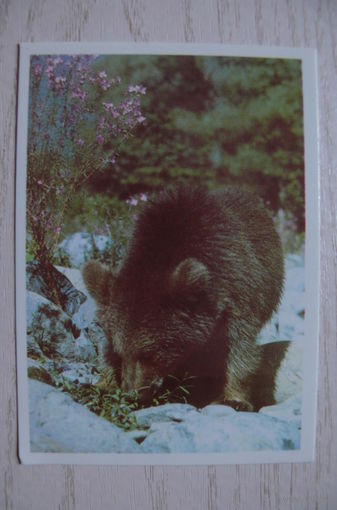 Календарик, 1990, Медведь.