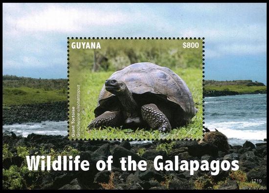 2017 Гайана 9388/B971 Рептилии - Черепахи 9,00 евро