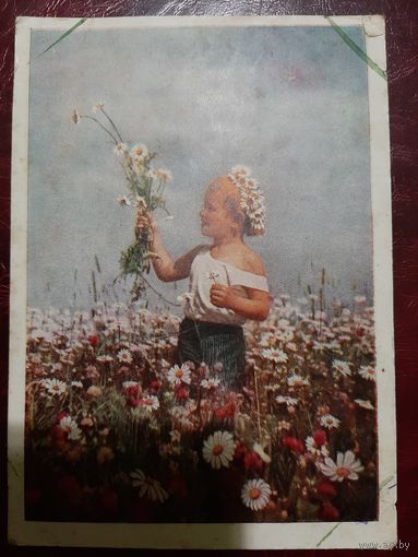 Ромашки худ. А. Гаранина 1959 год