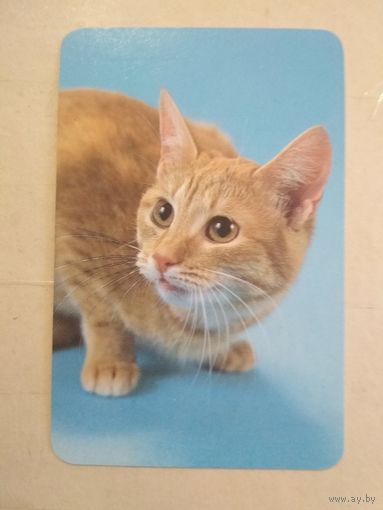 Карманный календарик. Кошки . 1996 год