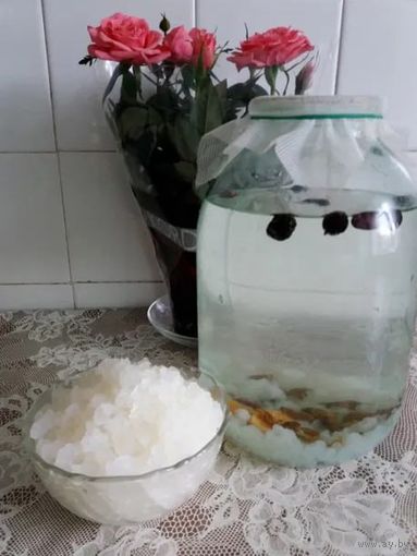 Индийский морской рис (лечебный гриб) (Белпочта)