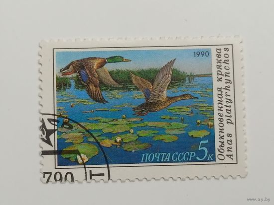 1990 СССР. Утки