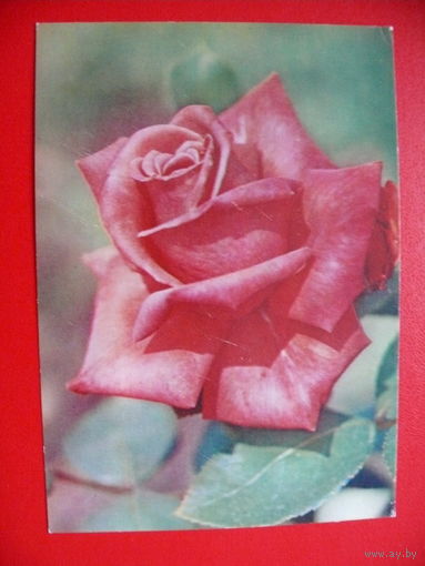 Матанов Н.(фото), Роза "Память неизвестному солдату", 1985, чистая.