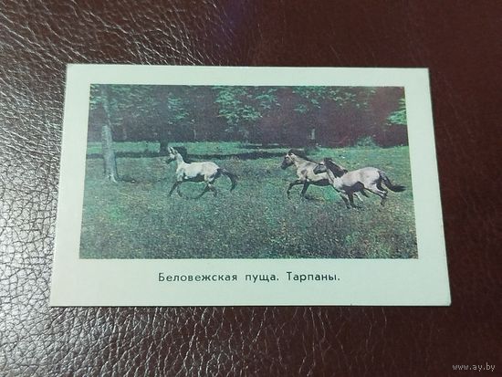 Календарь 1977 Беловежская пуща