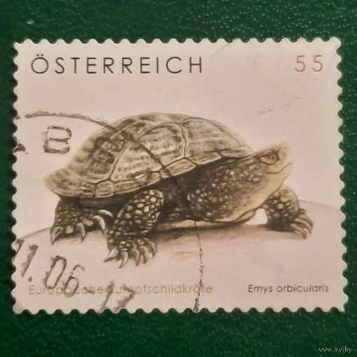 Австрия. Фауна. Черепаха. Emys Orbicularis