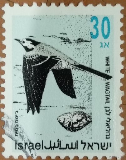 Израиль. Фауна. Птицы. White Wagtail
