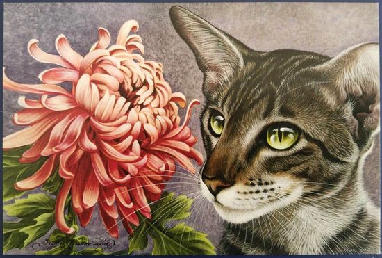 Хризантема. И.Гармашова. Россия.