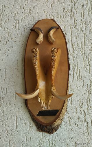 Клыки дикого Кабана