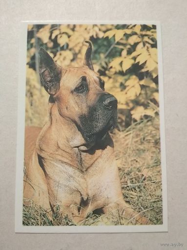 Карманный календарик. Собака. 1991 год