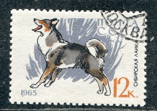 СССР 1965.. Сибирская лайка