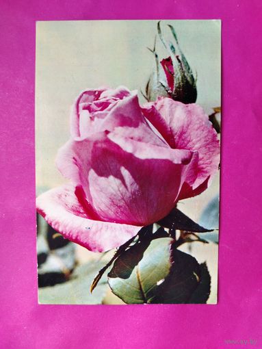 Розы. Чистая. 1976 года. Фото Матанова. 2585.