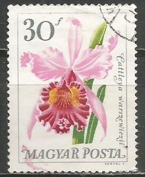Венгрия. Цветы. Каттлея. 1965г. Mi#2165.