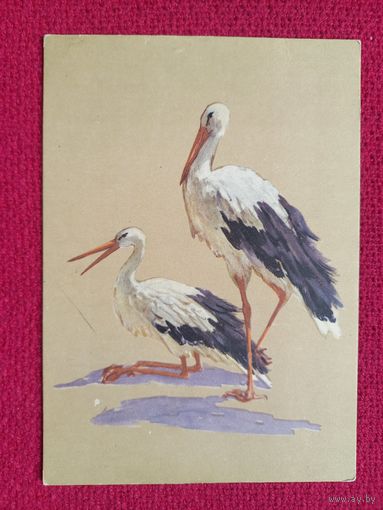 Аисты. Колозян 1958 г. Чистая. Кр1.