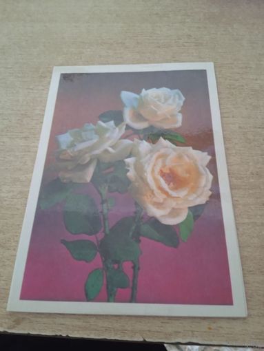 ОТКРЫТКА ДВОЙНАЯ С ДНЕМ РОЖДЕНИЯ.худ КОСТЕНКО.1976