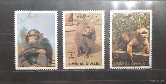 Ум-эль-Кайвайн. Фауна. Обезьяны (687)