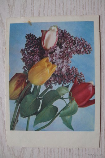 Костенко Г., Сирень, тюльпаны; 1967, чистая, ДМПК.