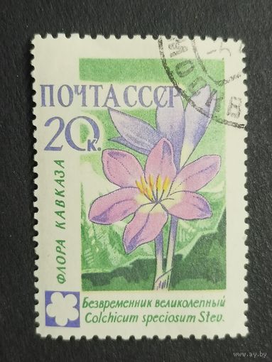 1960 СССР. Флора СССР. Цветы. Безвременник великолепный