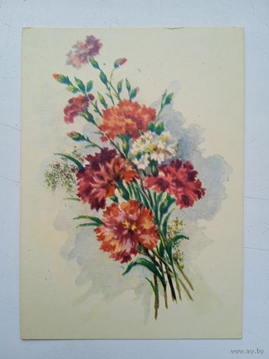 1959. цветы. Павлов. Гвоздики