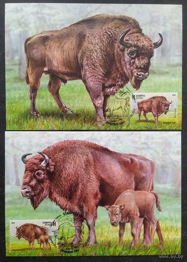 Беларусь 2024 КМ Европейский зубр.