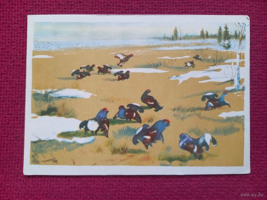 Тетеревиный ток. Курдов 1958 г. Чистая.