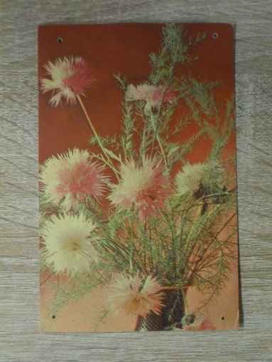 ЧИСТАЯ ОТКРЫТКА СССР. "ЦЕНТАУРЕЯ." ФОТО. Л. ТАРАСОВОЙ, А. БУЛГАКОВА. 1968 год.