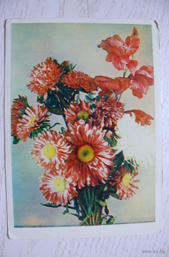 Шагин И., Астры; 1955, чистая.
