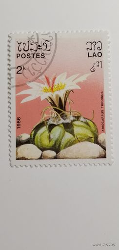 Лаос 1986. Кактусы