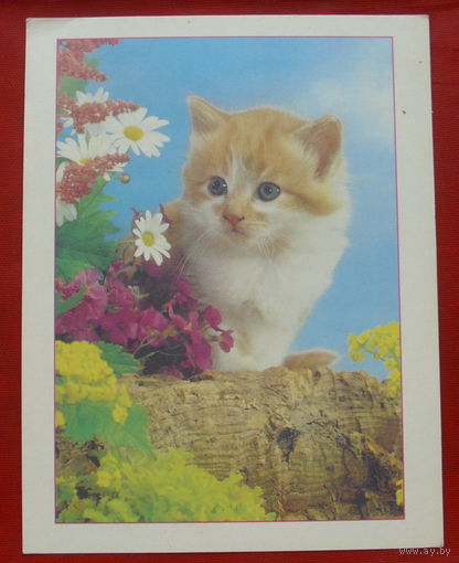 Котёнок. Чистая. МФЦП. 798.