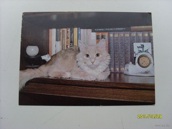 Открытка фото А. Кондратьева  "Кот-книголюб" 1989 год